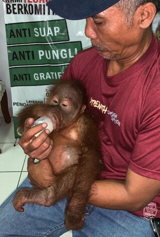 Krievijas pilsonis Andrejs Žestkovs centies no Bali uz mājām aizvest sazāļotu orangutanu.