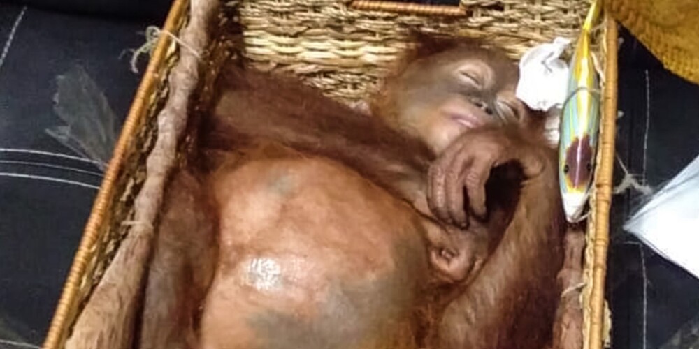 Krievs no lidostas Bali centies netraucēti uz tēvzemi pārvest sazāļotu orangutanu