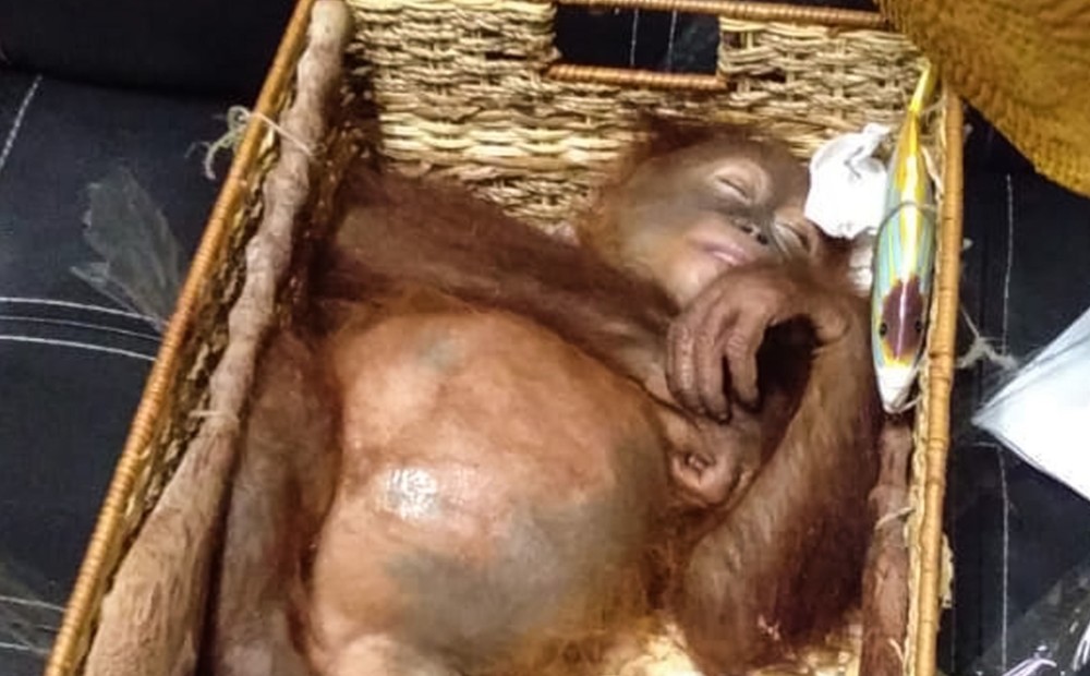 Krievs no lidostas Bali centies netraucēti uz tēvzemi pārvest sazāļotu orangutanu