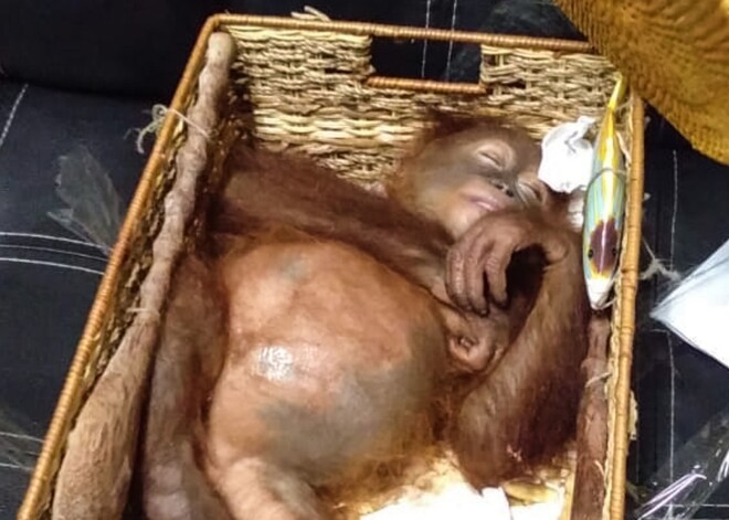 Krievs no lidostas Bali centies netraucēti uz tēvzemi pārvest sazāļotu orangutanu