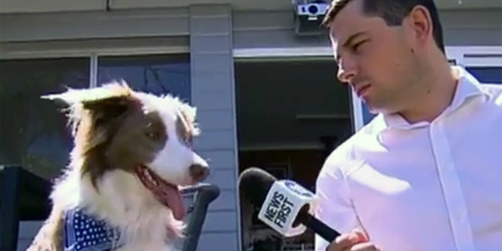 VIDEO: suns sabojā interviju un kļūst par vietējo zvaigzni