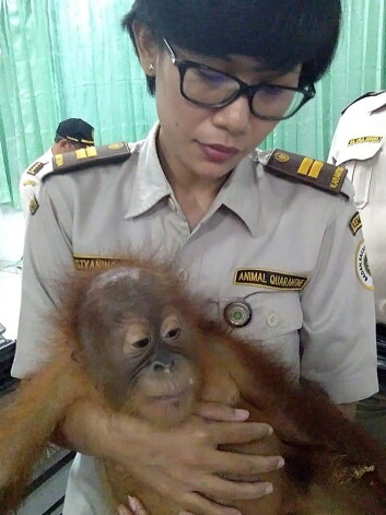 Bali lidostas drošības darbinieki izglāba orangutanu.