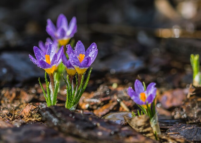 Tavs horoskops šodienai. Svētdiena, 31. marts