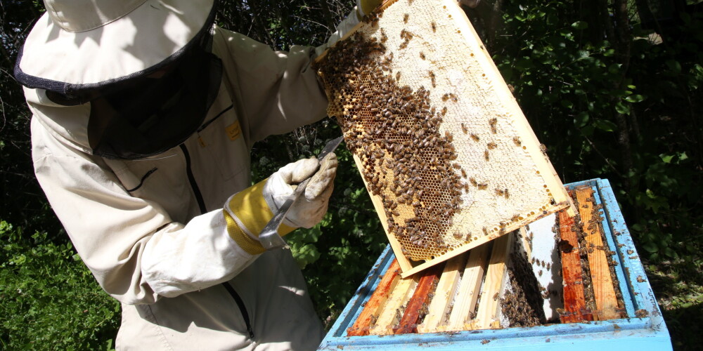 Biedrība: šogad bites kopumā pārziemojušas veiksmīgi