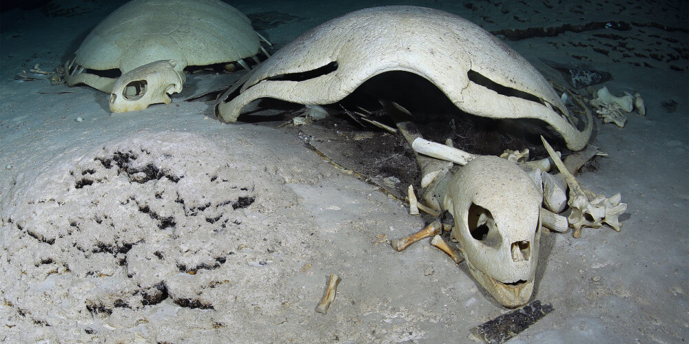 Nirējs okeāna dzelmē iepeld baisā bruņurupuču kapsētā