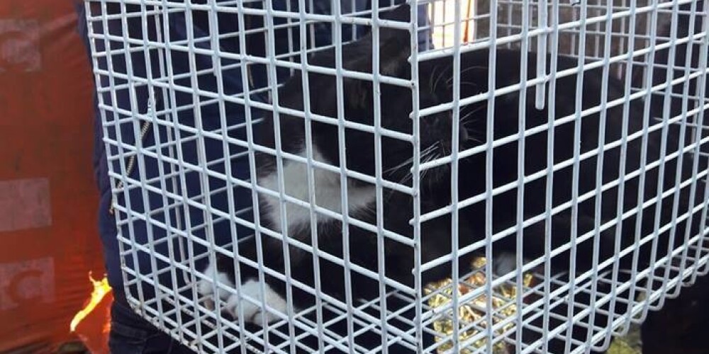 Dramatiskajai situācijai Ogrē laimīgas beigas: kaķis nocelts no augstās priedes, kurā bija uzrausies