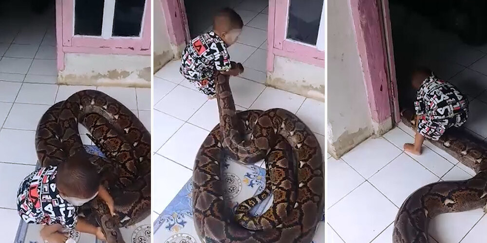 Soctīklus šokē video ar mazu zēnu, kurš spēlējas ar milzīgu žņaudzējčūsku
