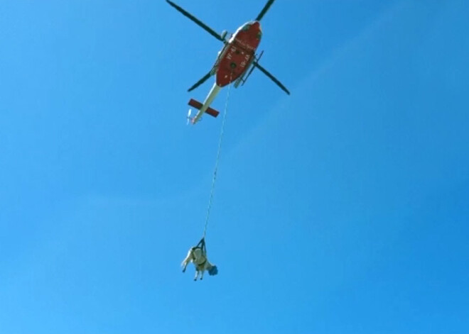 VIDEO: ugunsdzēsēji Itālijā ar helikopteru izglābj nelaimē nokļuvušu govi