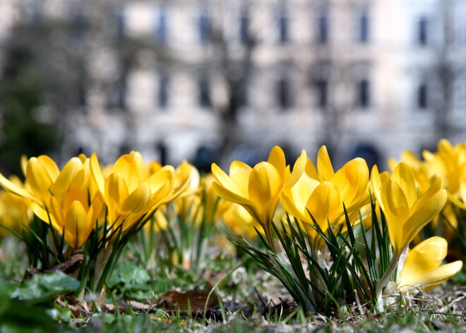 Trešdien pūtīs brāzmains vējš un gaisa temperatūra tuvosies +15 grādiem