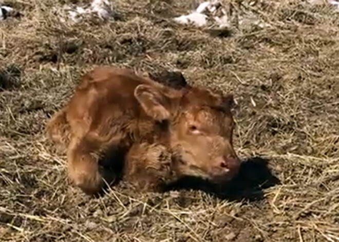 VIDEO: neparasts telēns, kurš piedzima ar sirdi kaklā