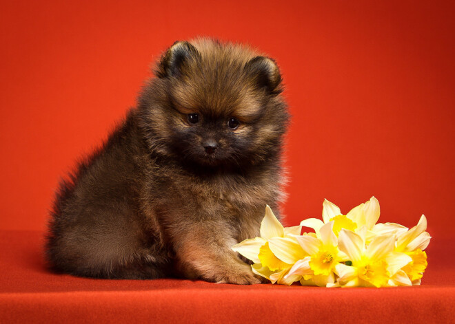 Tavs horoskops šodienai. Sestdiena, 6. aprīlis