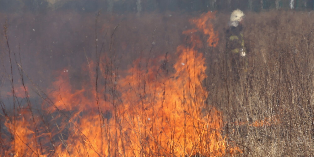 Kūlas ugunsgrēks Salas pagastā lokalizēts; degšanas platība bija 60 hektāri