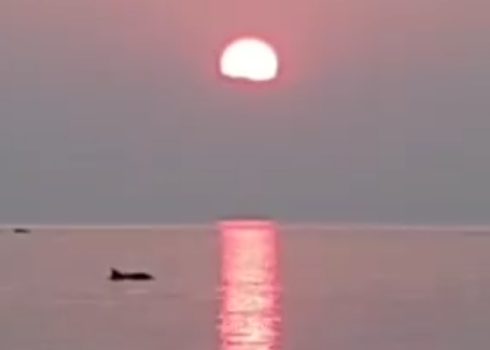 Mangaļsalā atkal redzēti delfīni. Šoreiz krāšņā saulrietā! VIDEO