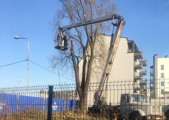 Rīgā šogad nozāģēs vēl vismaz 358 kokus - un jaunu koku stādīšanai naudas neesot