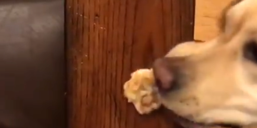 Video, kas liks pasmaidīt: suņa cīņa ar cepumu