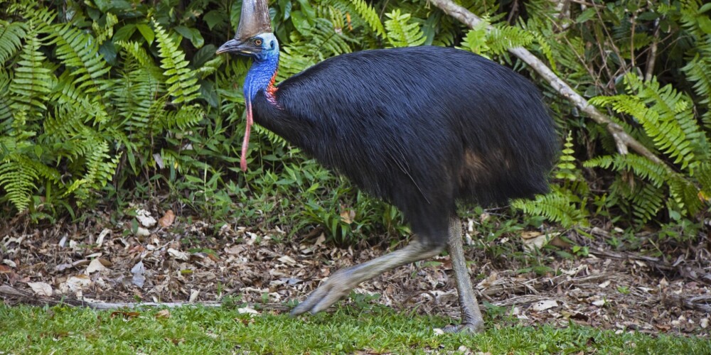 Milzīgs putns mājas pagalmā Floridā nogalina pats savu saimnieku