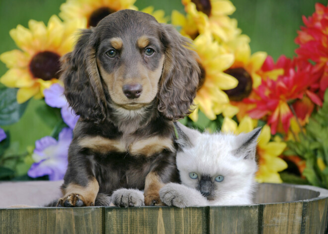 Tavs horoskops šodienai. Sestdiena, 20. aprīlis