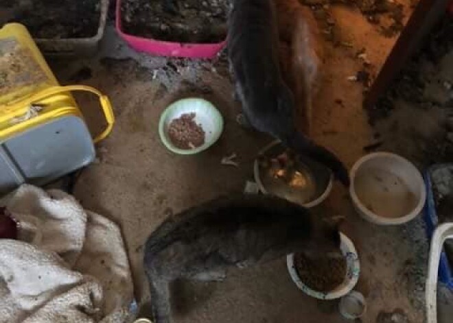 Minesotā aizturēta 26 gadus veca sieviete, kuras "dzīvnieku patversmē" atrasti vairāki desmiti kaķu līķu