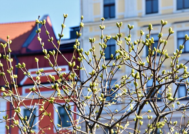 Otrdiena būs saulaina: gaisa temperatūra sasniegs +17 grādus