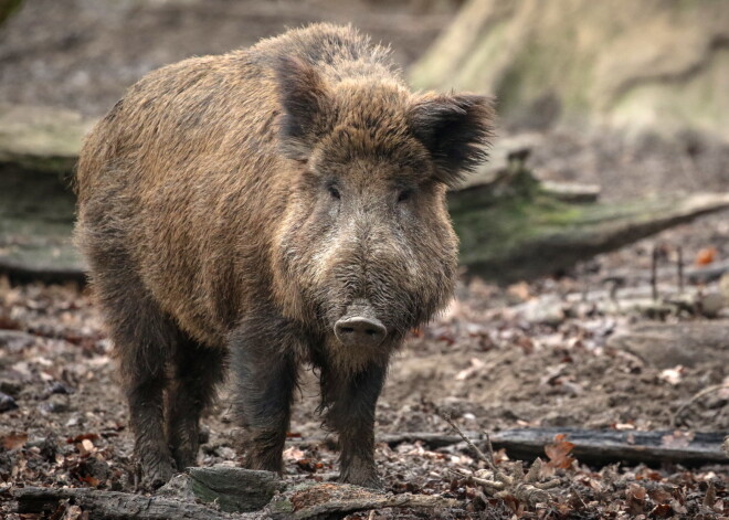 Āfrikas cūku mēris šajā nedēļā konstatēts trijām mežacūkām