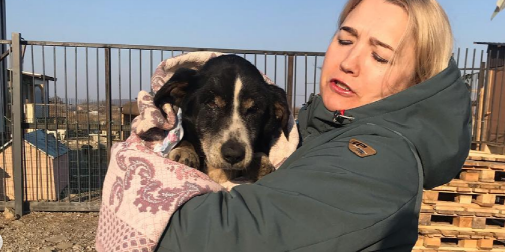 Dzīvnieku kapsētā apglabāts suns Krievijā izrokas no kapa un atgriežas pie saimniekiem