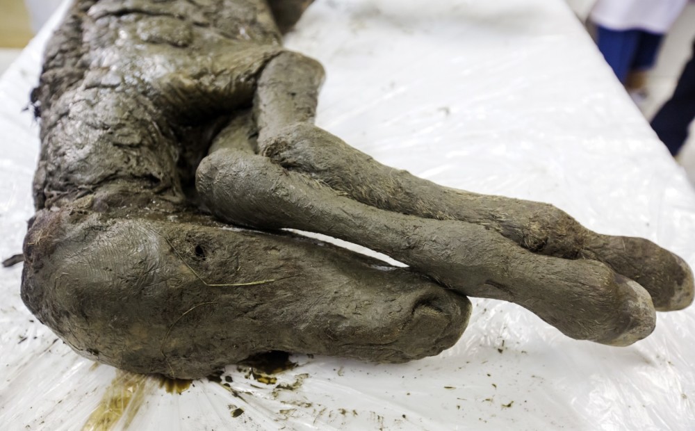 Sibīrijā atrasta aizvēsturiska kumeļa mirstīgajās atliekās konstatētas vēl šķidras asinis un urīns
