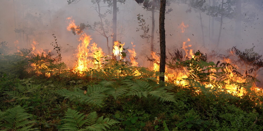В Латвии объявлено желтое предупреждение о пожароопасности в лесах