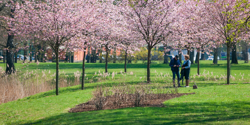 FOTO: Uzvaras parkā krāšņi zied graciozās sakuras