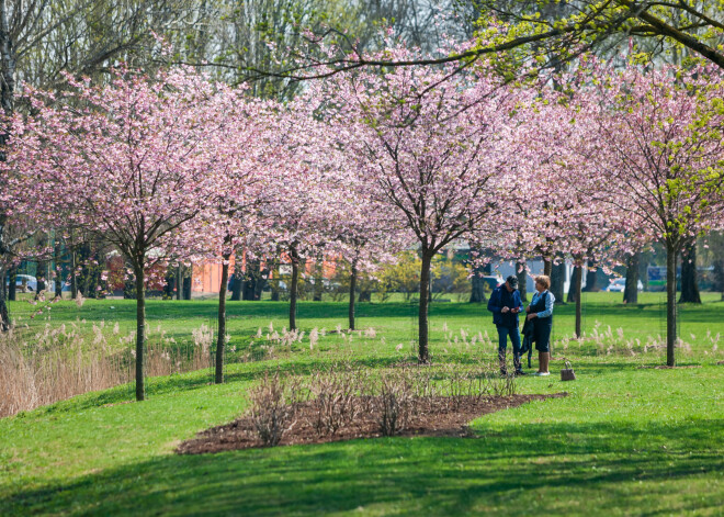 FOTO: Uzvaras parkā krāšņi zied graciozās sakuras