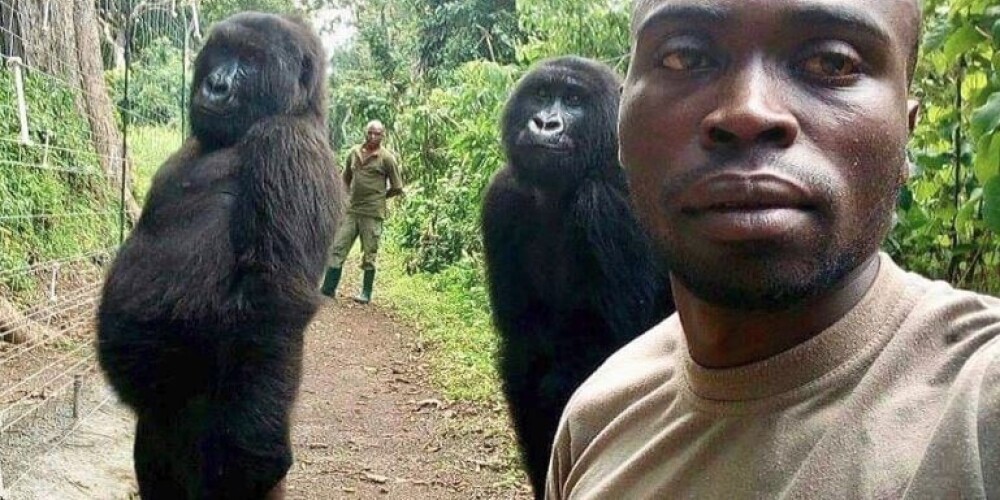 FOTO: leģendārs selfijs - gorillas iepozē ar savvaļas parka darbiniekiem Kongo DR