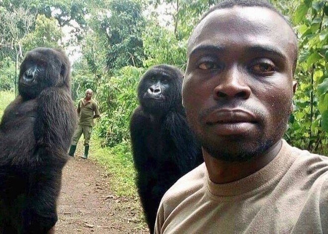 FOTO: leģendārs selfijs - gorillas iepozē ar savvaļas parka darbiniekiem Kongo DR