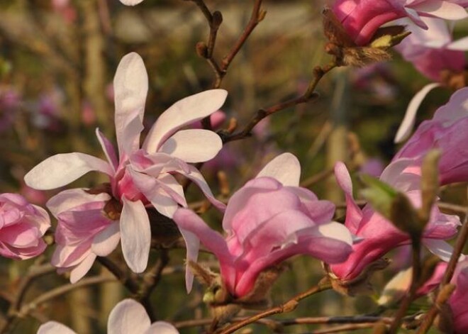 FOTO: Nacionālajā botāniskajā dārzā visas magnoliju sugas uzziedējušas teju reizē