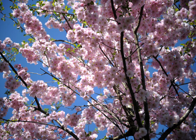 Aicina piedalīties konkursā par labāko foto, kurā redzamas krāšņās sakuras