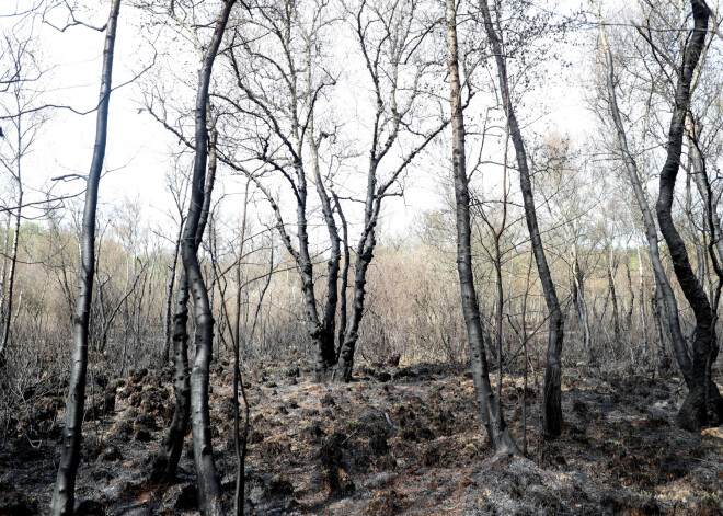 Vācijas meteorologi pauž bažas par ievērojamu sausumu, iedzīvotāji tiek lūgti laistīt kokus