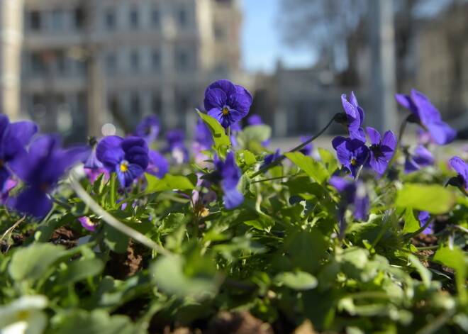 Saulīte lutina: Latvijā pārspēts 26.aprīļa temperatūras rekords