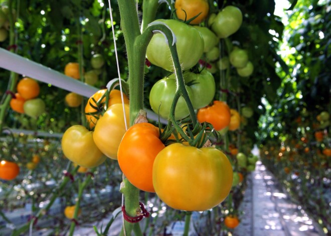 Tomātu audzētājus Latvijā brīdina par jaunu vīrusu ražojošajos stādījumos