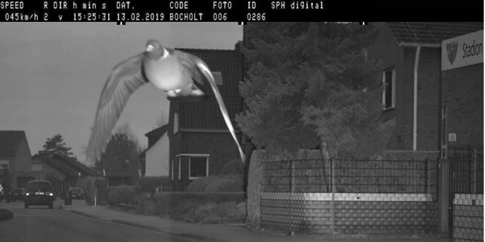 Fotoradars Vācijā fiksējis ātrumu pārsniedzošu balodi