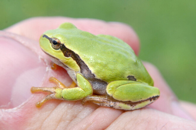 Eiropas kokvarde.