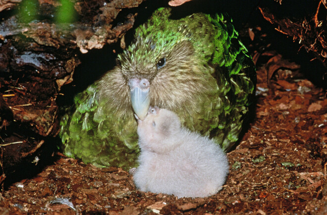 Kakapo papagailis.