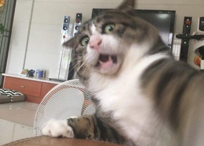 Кот проснулся знаменитым, когда хозяйка выложила его чересчур эмоциональные фото
