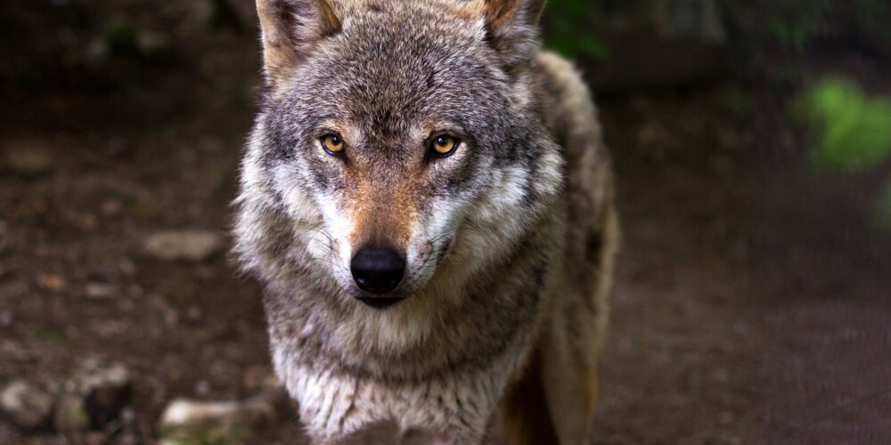 Видео: в Вентспилсе по городу разгуливает волк