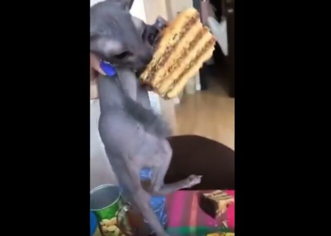 Видео: кот Толя прославился в сети, украв у хозяйки торт за 7 секунд