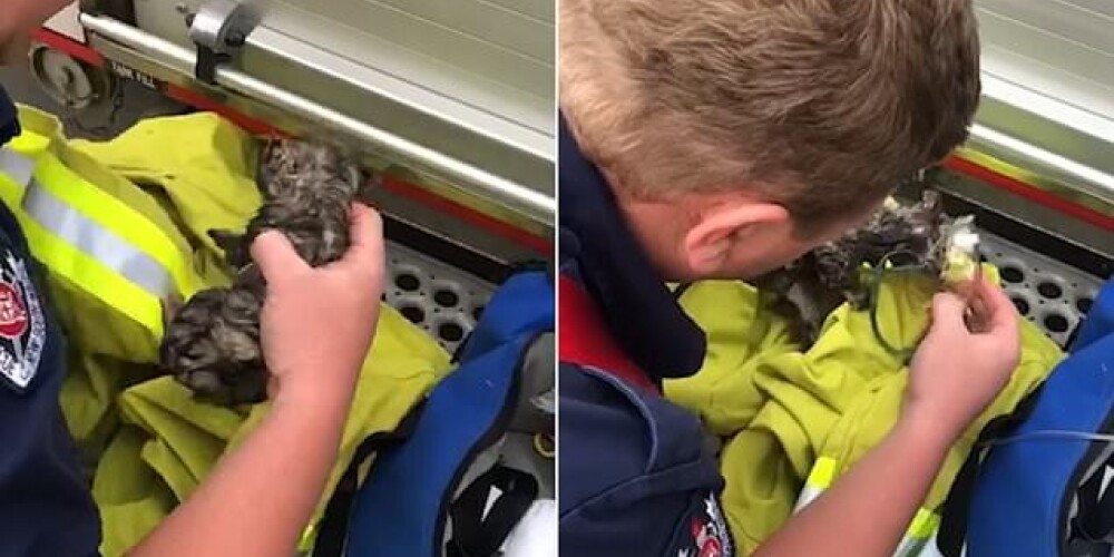 Пожарные спасли умирающего котенка с помощью кислородной маски