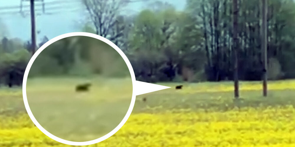 VIDEO: Valmierā nofilmēts lācis, kurš "ļepato pakaļ hotdogam"