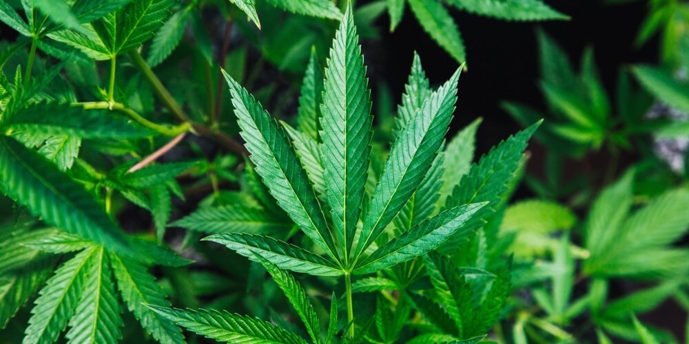 На полигоне отходов в Гетлини рассматривают возможность выращивать медицинскую марихуану