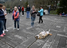 VIDEO: suns, kurš zina, kā piesaistīt tūristu uzmanību