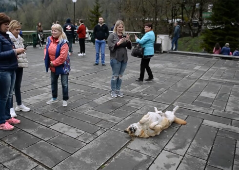 Tūristi labprāt fotografē suni, kurš neieratā pozā izgūlies separātiskās Abhāzijas galvaspilsētā Suhumi.