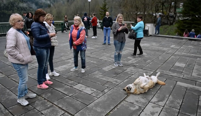 Tūristi labprāt fotografē suni, kurš neieratā pozā izgūlies separātiskās Abhāzijas galvaspilsētā Suhumi.