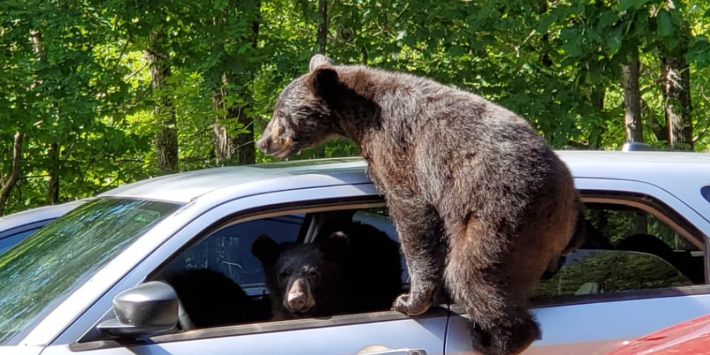 FOTO: daudzbērnu lāču ģimene ieņēmusi kāda Tenesī štata pilsoņa automašīnu