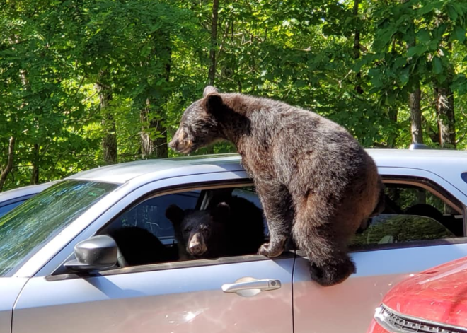 FOTO: daudzbērnu lāču ģimene ieņēmusi kāda Tenesī štata pilsoņa automašīnu